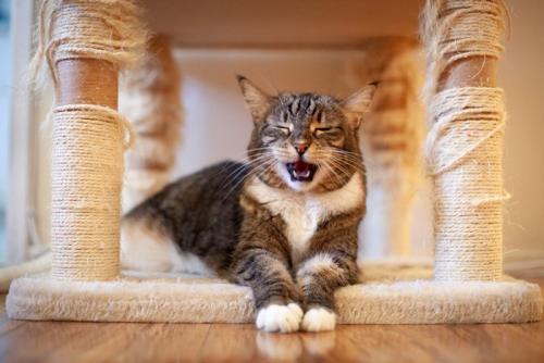苦しそうな猫