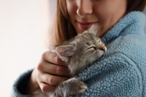 椅子で眠りこける茶トラ猫