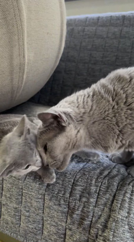 子猫に頭をすり寄せる成猫