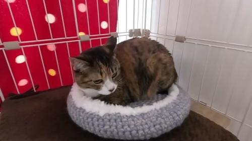 ベッドでくつろぐ猫