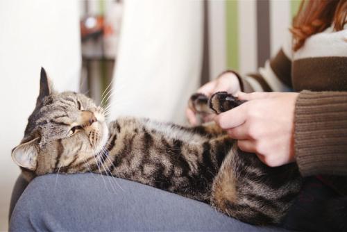 足の裏をマッサージされる猫