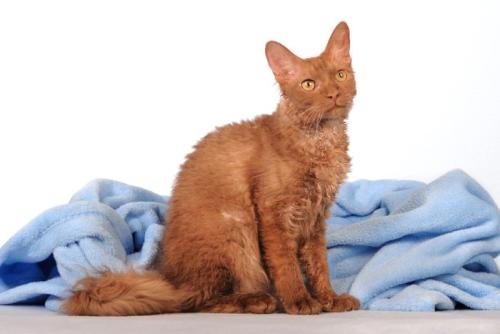 座っている茶色の巻き毛の猫