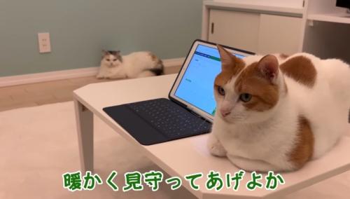 暖かく見守って