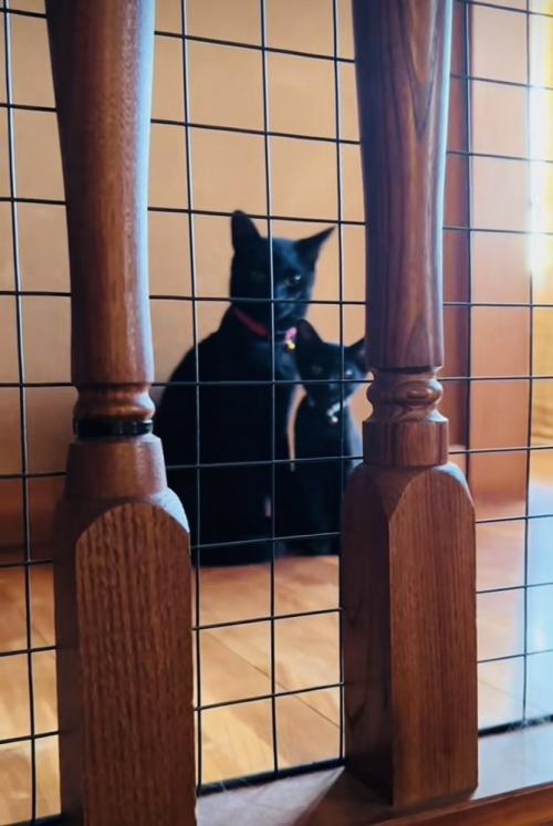 階段の上でパパを出迎える2匹の黒猫