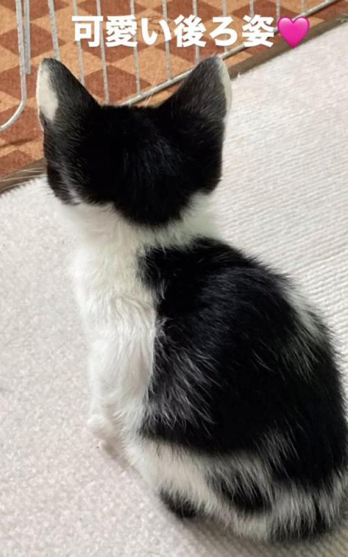 子猫の後ろ姿