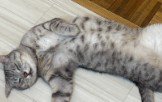 無防備におなかを出す猫
