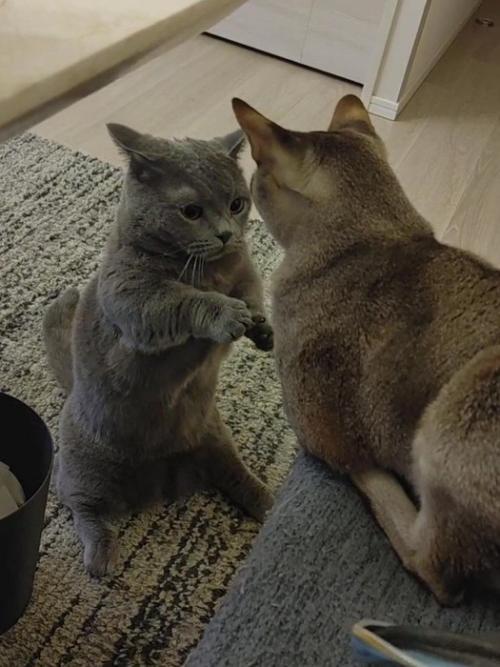 下を向く猫