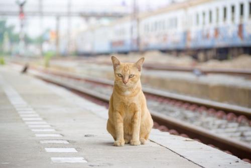 駅ホームにたたずむ猫