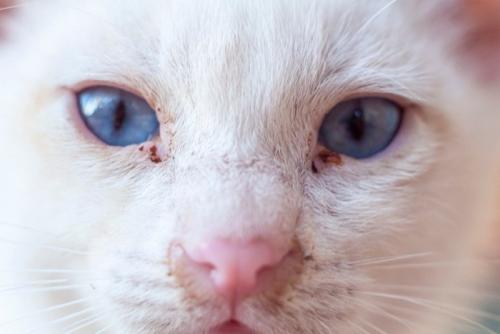 鼻水が出ている猫の顔