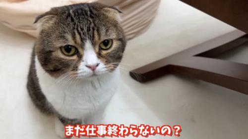 上目づかいのぽこ太郎くん