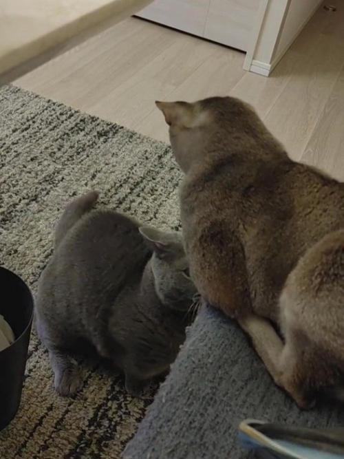 床に座った猫