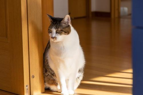 座る猫