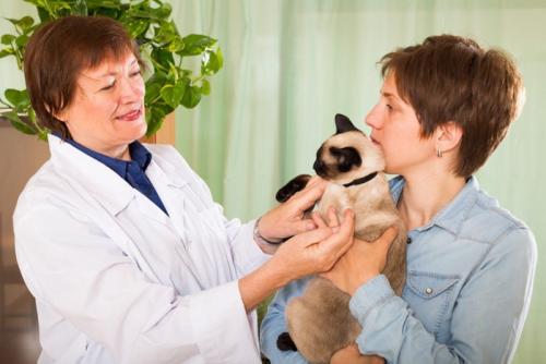動物病院の猫と女性たち