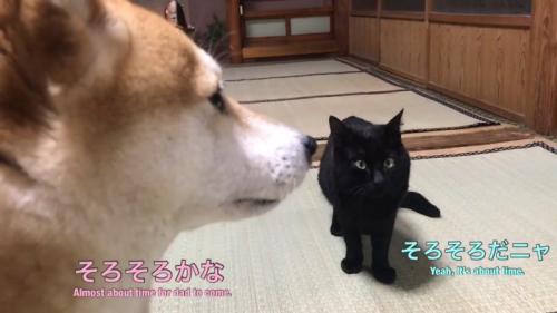 犬の横顔と前を見る黒猫