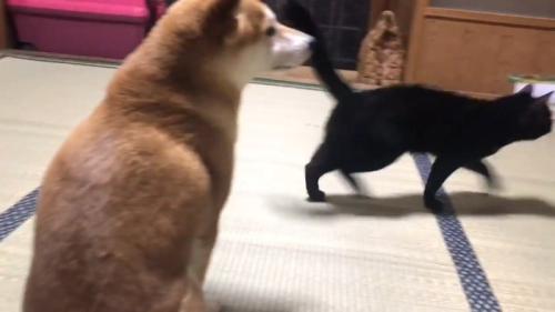 走る猫