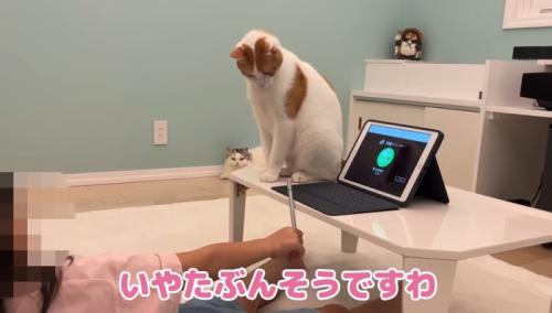 いやたぶん