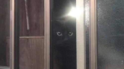窓際にいる猫