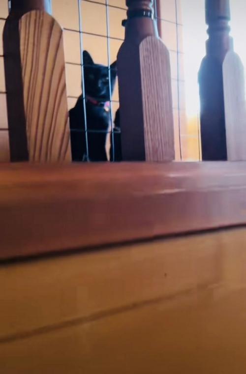 階段の上でパパを出迎える2匹の黒猫