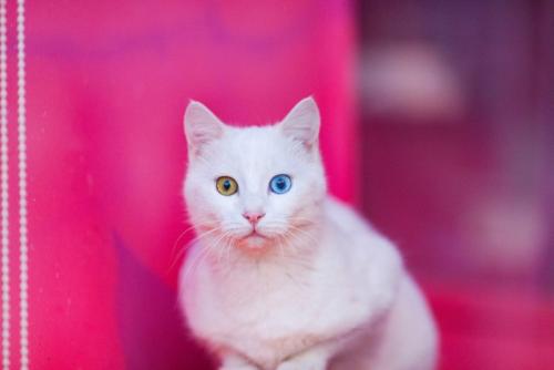 オッドアイの白猫