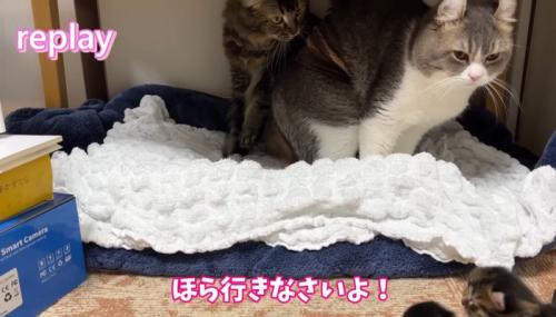 ほら行きなさいよ！