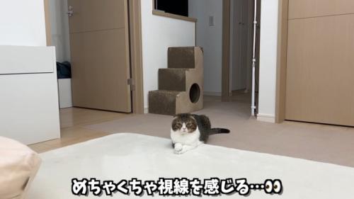 じっと見つめるぽこ太郎くん