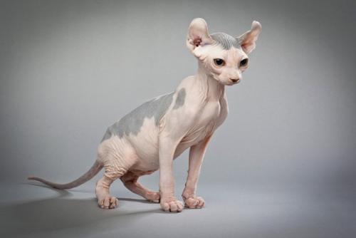 毛のない耳がカールした猫