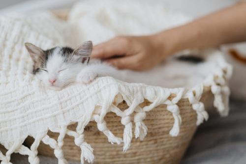 睡眠中に撫でられている子猫