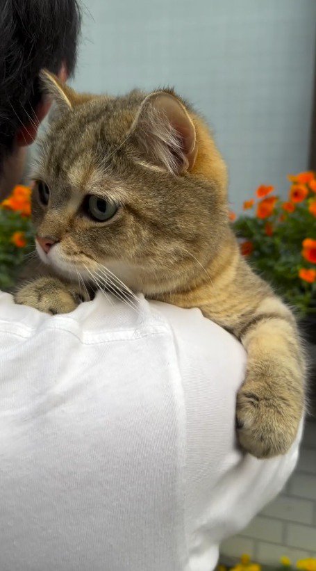 男性の肩につかまってジッとしている猫