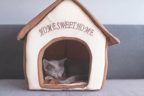 屋根付きのベッドで寝る猫