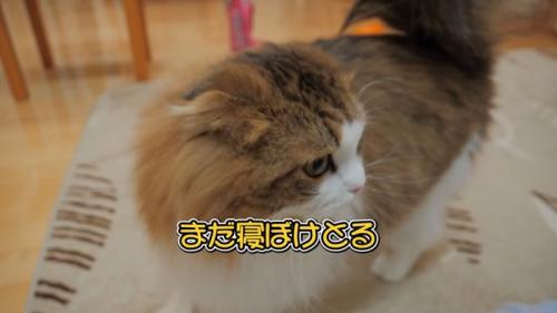 横を向く猫