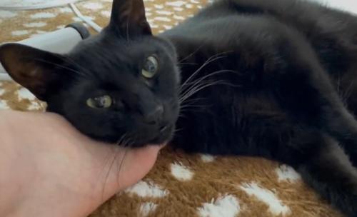 人の足の上に顔を乗せカメラ目線の猫