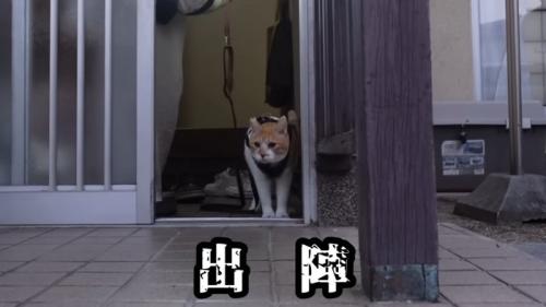 玄関から出てくる猫