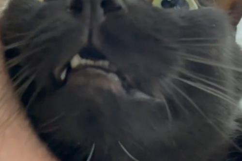 猫の口元のアップ