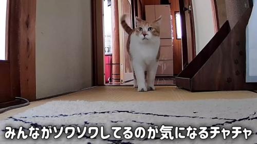 廊下を歩く猫