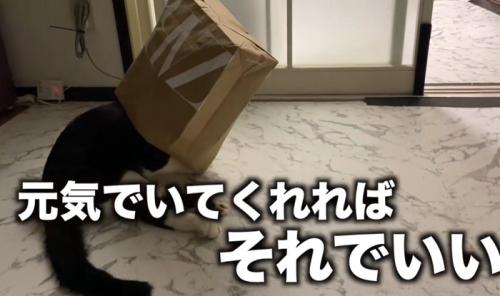 紙袋をかぶる猫