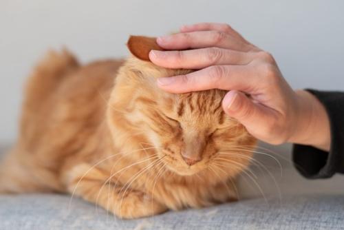 頭を撫でられている香箱座りの猫