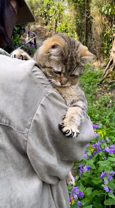 飼い主の肩に抱っこされる猫