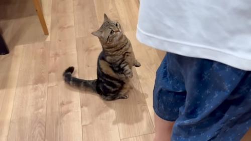上がろうとする猫