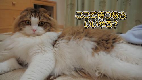 横になる猫
