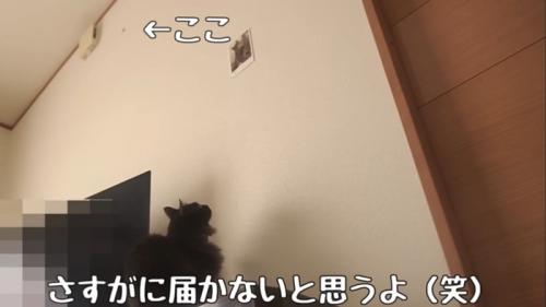 テロップ「さすがに届かないと思うよ(笑)」