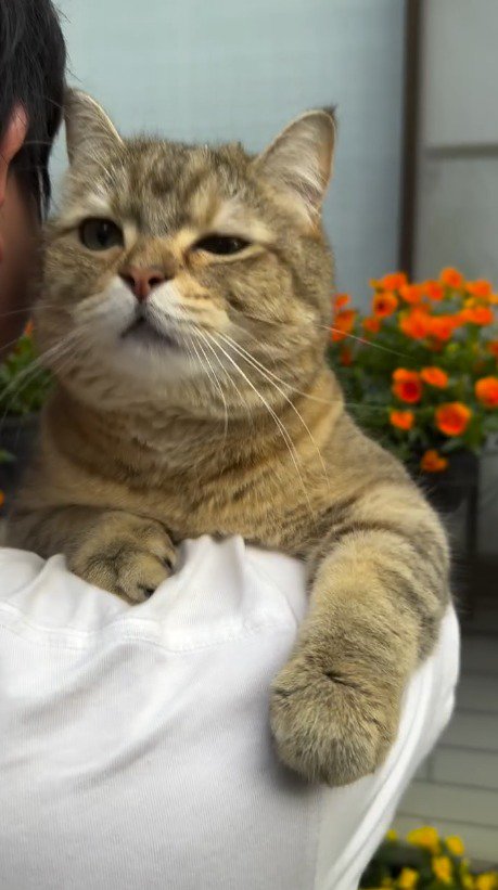 男性の肩にしがみつく猫