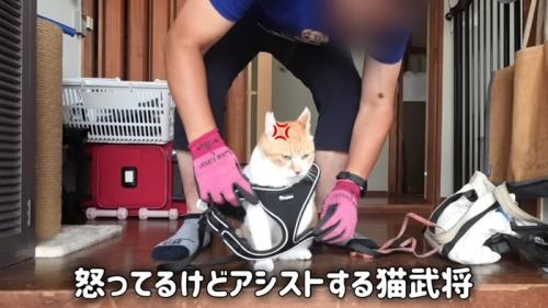 ハーネスをつけられる猫