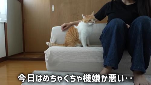 ソファーに座る猫