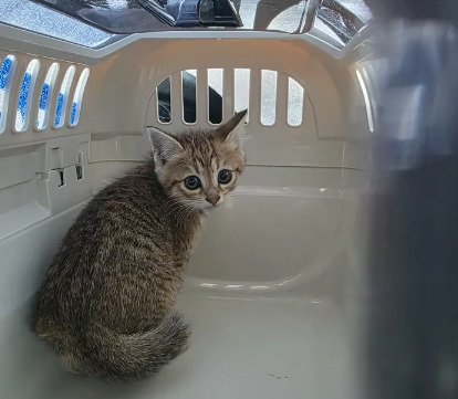 キャリーに入った子猫