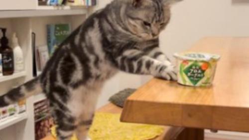 室内にいる猫