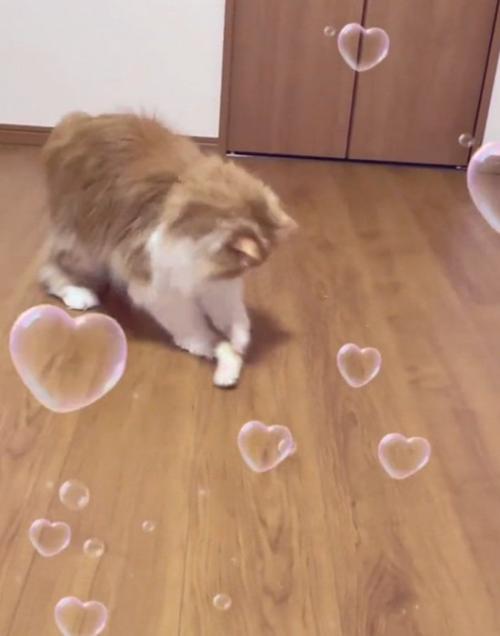 おもちゃを触る猫