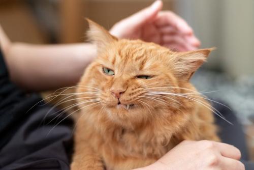 不満げな表情で撫でられている猫