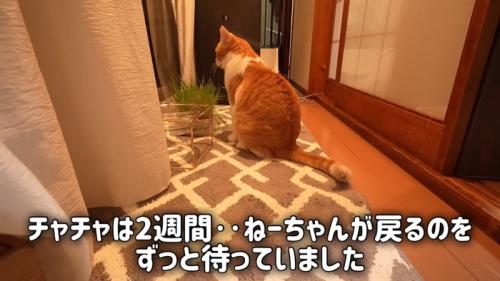 猫の後ろ姿