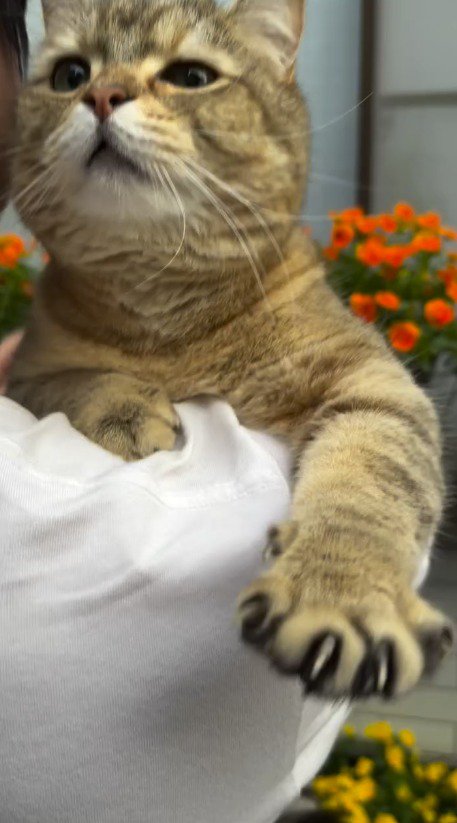 男性に抱っこされる猫