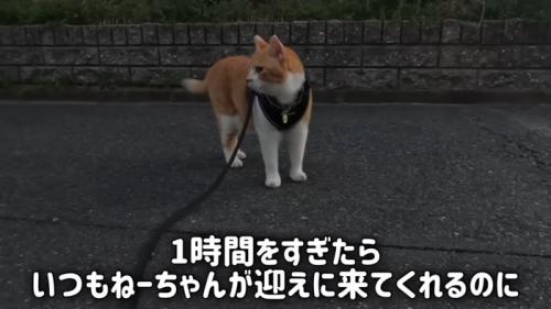 道路に立つ猫
